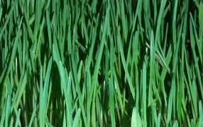 Wheatgrass de xeixa